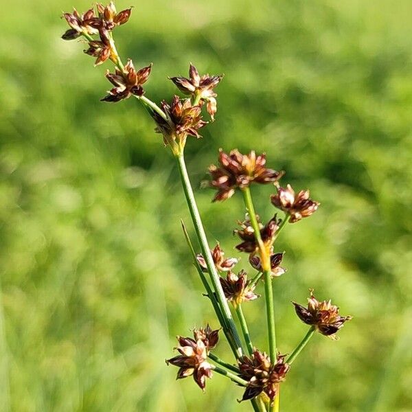 Juncus articulatus Flower