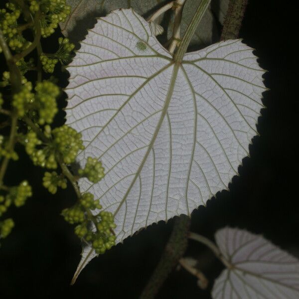 Vitis tiliifolia Levél