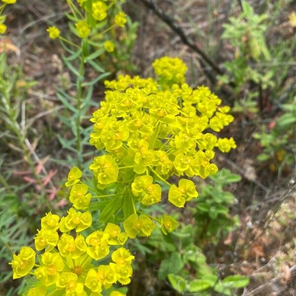 Euphorbia seguieriana Цветок