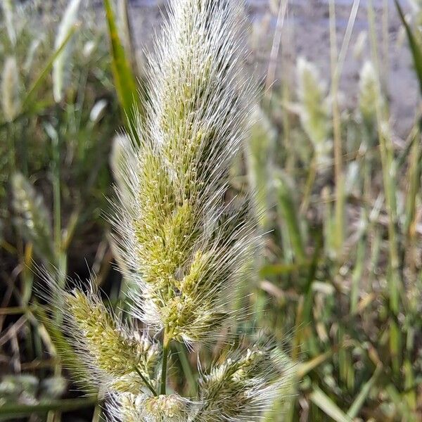 Polypogon monspeliensis Flower