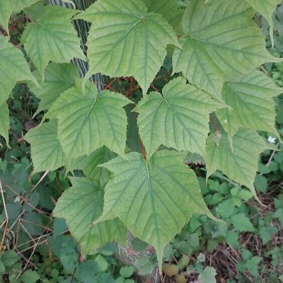 Acer pensylvanicum Yaprak