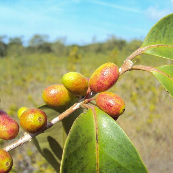 Eugenia astringens Other