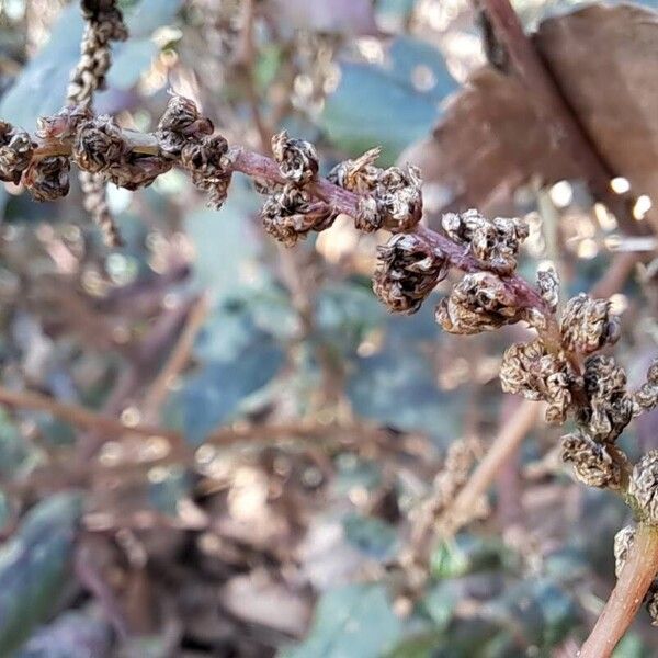 Amaranthus deflexus Frucht