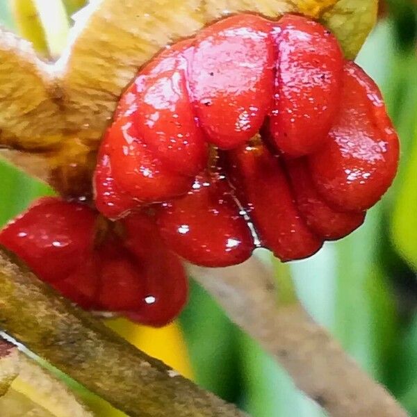 Pittosporum tobira Fruit