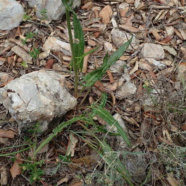 Rumex intermedius برگ