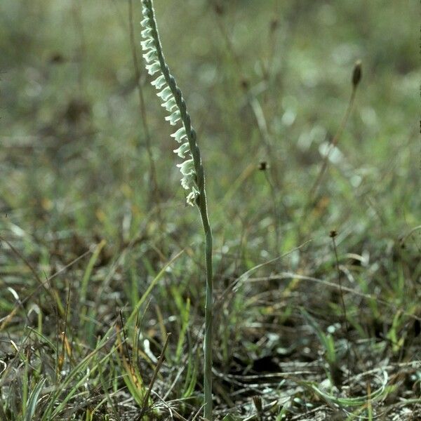 Spiranthes spiralis Кветка