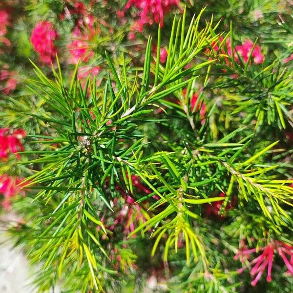 Grevillea rosmarinifolia 葉