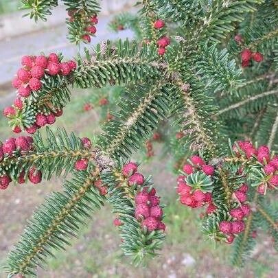 Abies pinsapo Deilen