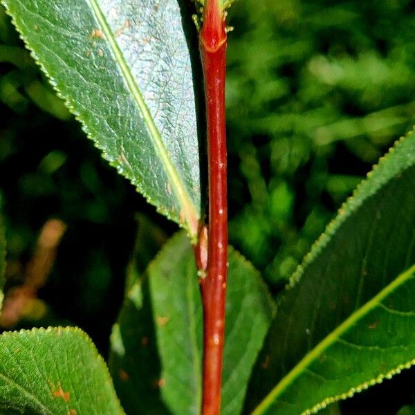 Salix pentandra Φλοιός