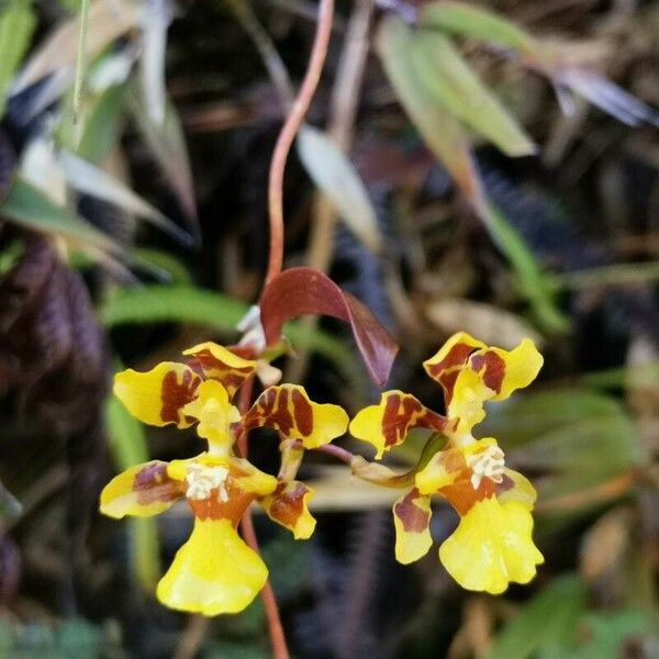 Oncidium altissimum 花