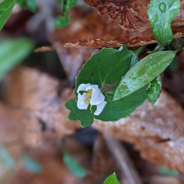 Sanguinaria canadensis Цвят