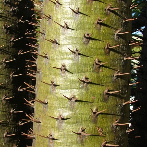Pachypodium geayi Bark