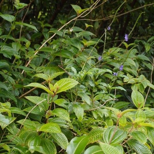 Stachytarpheta urticifolia Hábitos