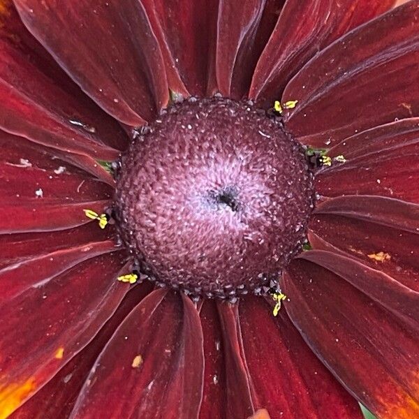 Rudbeckia hirta Fiore