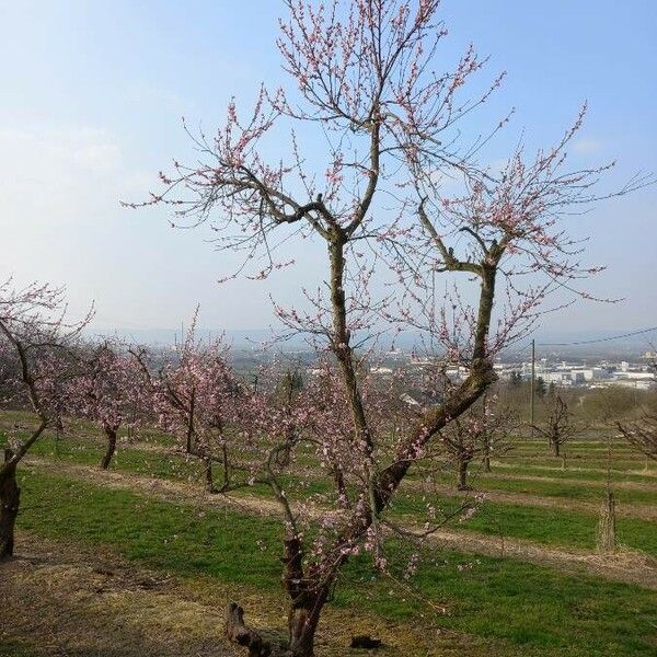 Prunus persica Elinympäristö
