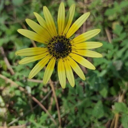 Arctotheca calendula പുഷ്പം