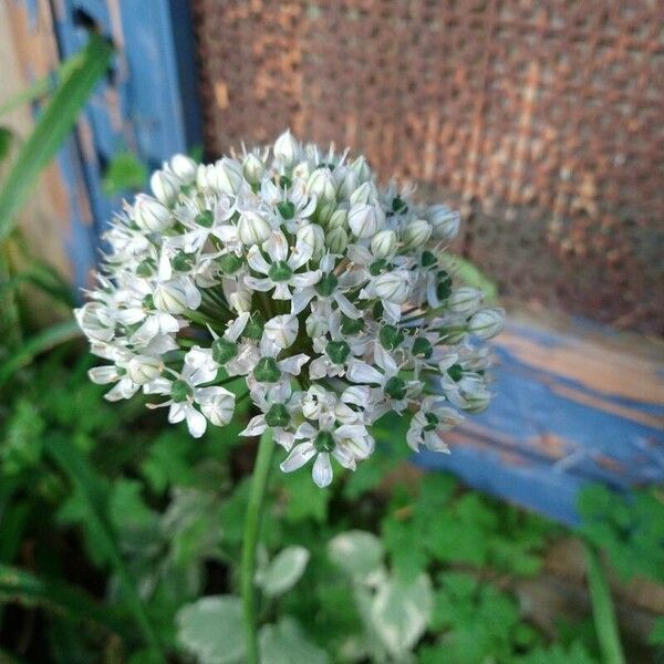 Allium nigrum Blüte