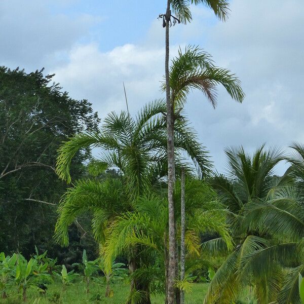 Bactris gasipaes Écorce