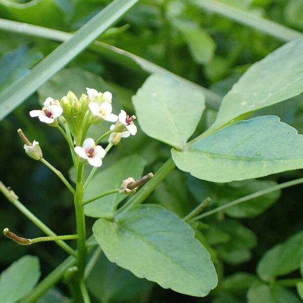 Nasturtium officinale Habitat