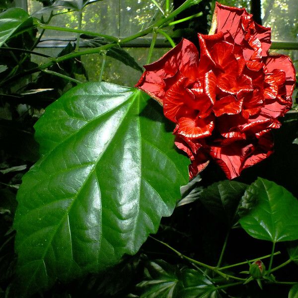 Hibiscus rosa-sinensis Flower