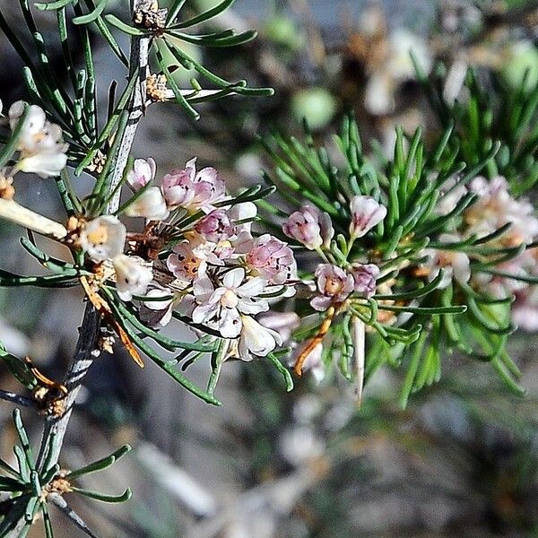 Asparagus albus Flor