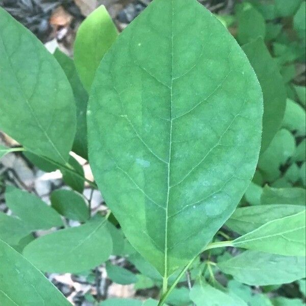 Lindera benzoin Blad