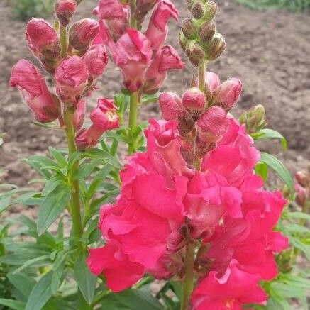 Antirrhinum majus Цветок