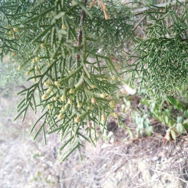 Juniperus phoenicea Blad