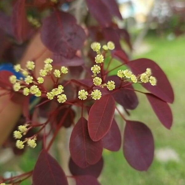 Euphorbia cotinifolia Λουλούδι