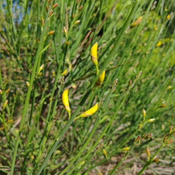 Spartium junceum Flower