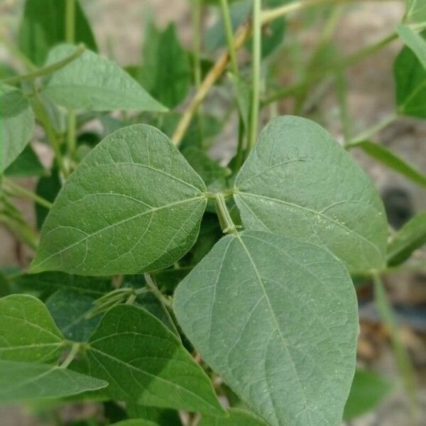 Phaseolus lunatus Leaf