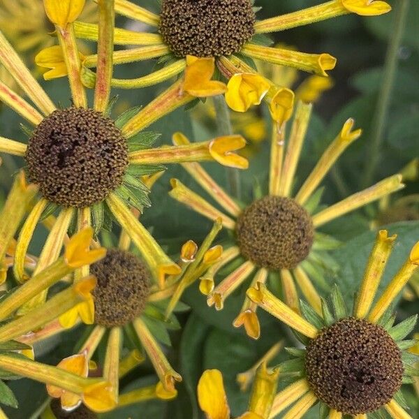 Rudbeckia subtomentosa Çiçek