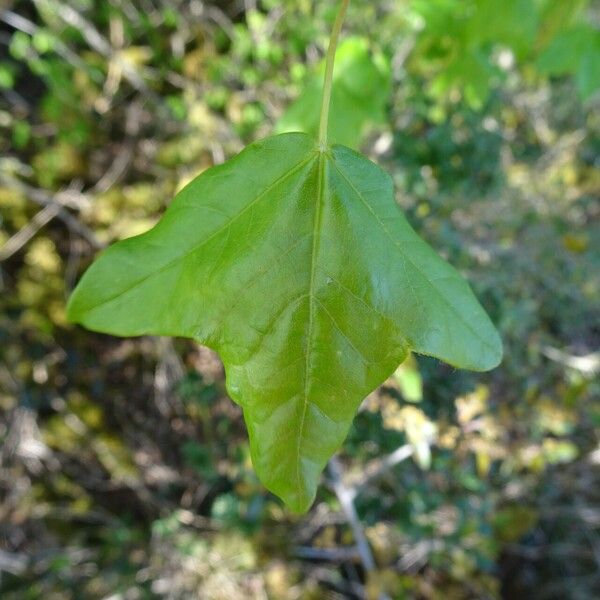 Acer monspessulanum Frunză