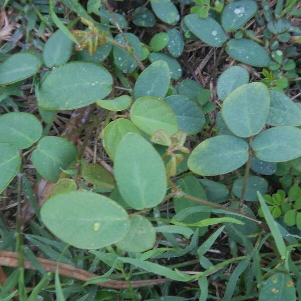 Desmodium tortuosum Hàbitat