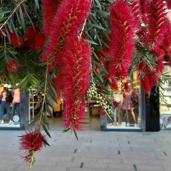 Melaleuca viminalis Fleur