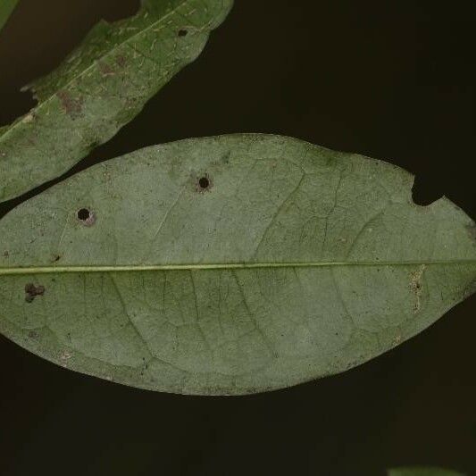 Tapura guianensis Deilen