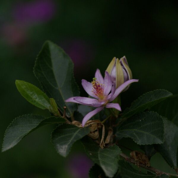 Grewia occidentalis 花