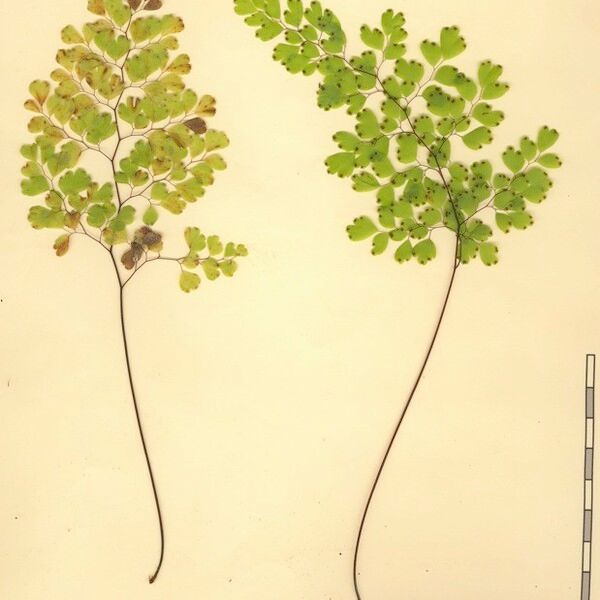 Adiantum raddianum Other