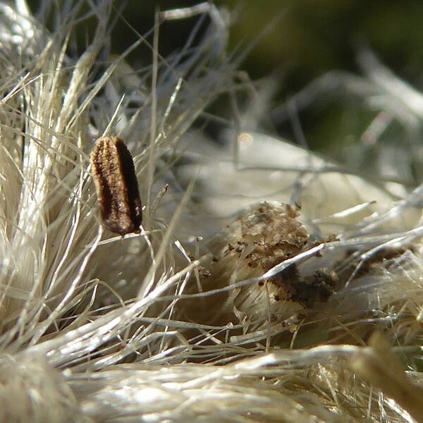 Rhaponticum coniferum Frucht