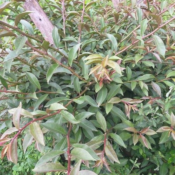 Pereskia aculeata Blad