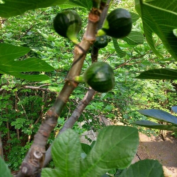 Ficus carica Frukto