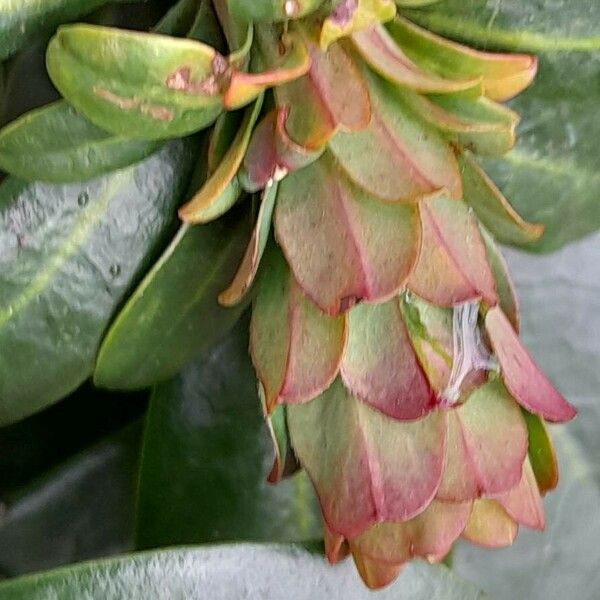 Euphorbia amygdaloides Muu