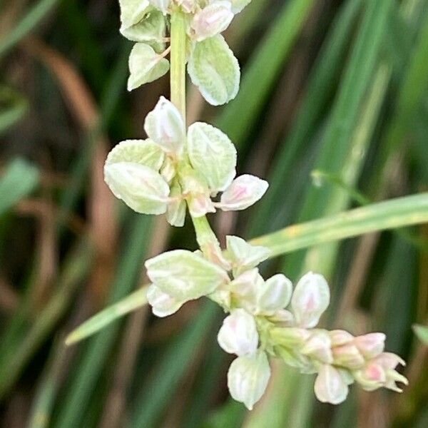 Fallopia convolvulus Õis