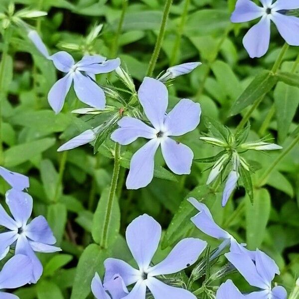 Phlox divaricata 花