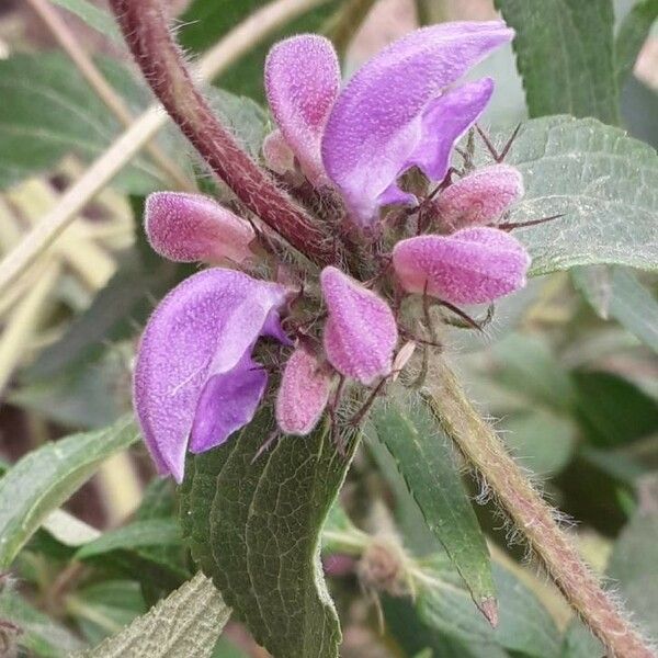 Phlomis herba-venti Flower