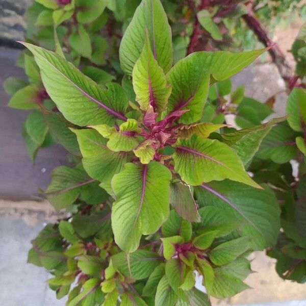 Amaranthus tricolor Leaf