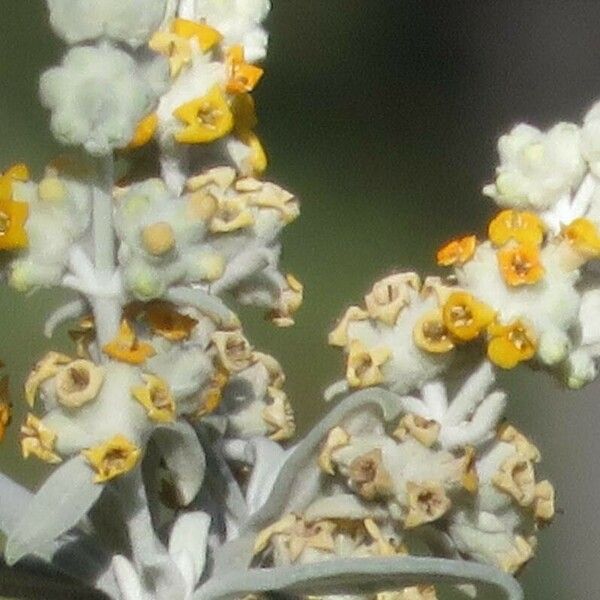 Buddleja cordobensis Flower