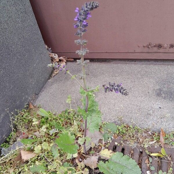 Salvia verbenaca Habit