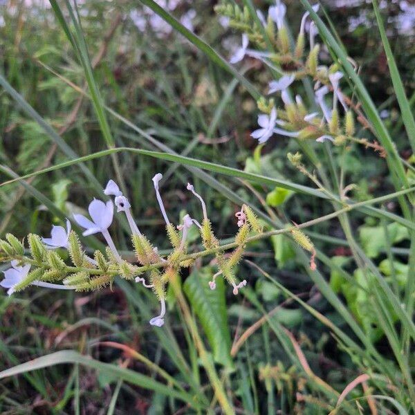 Plumbago zeylanica ফুল