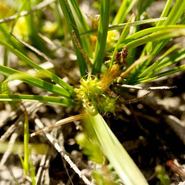 Carex oederi ഫലം